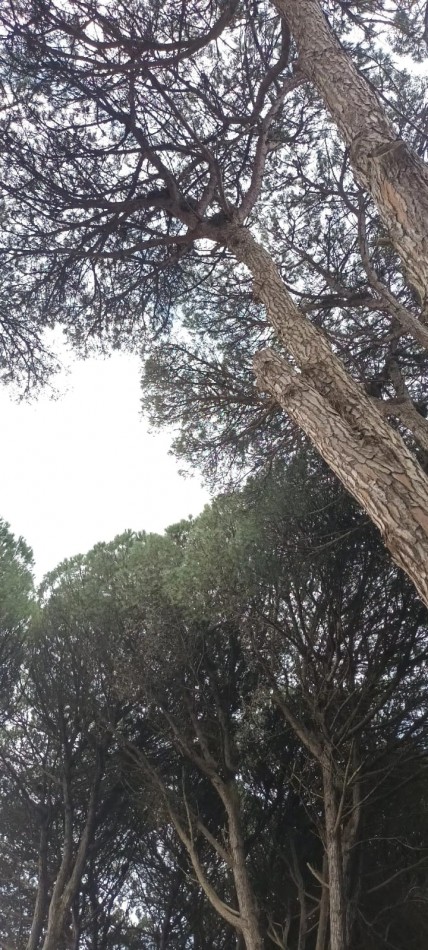 LOTE EN VENTA EN PINAMAR .UNIFAMILIAR.BARRIO EL GOLF